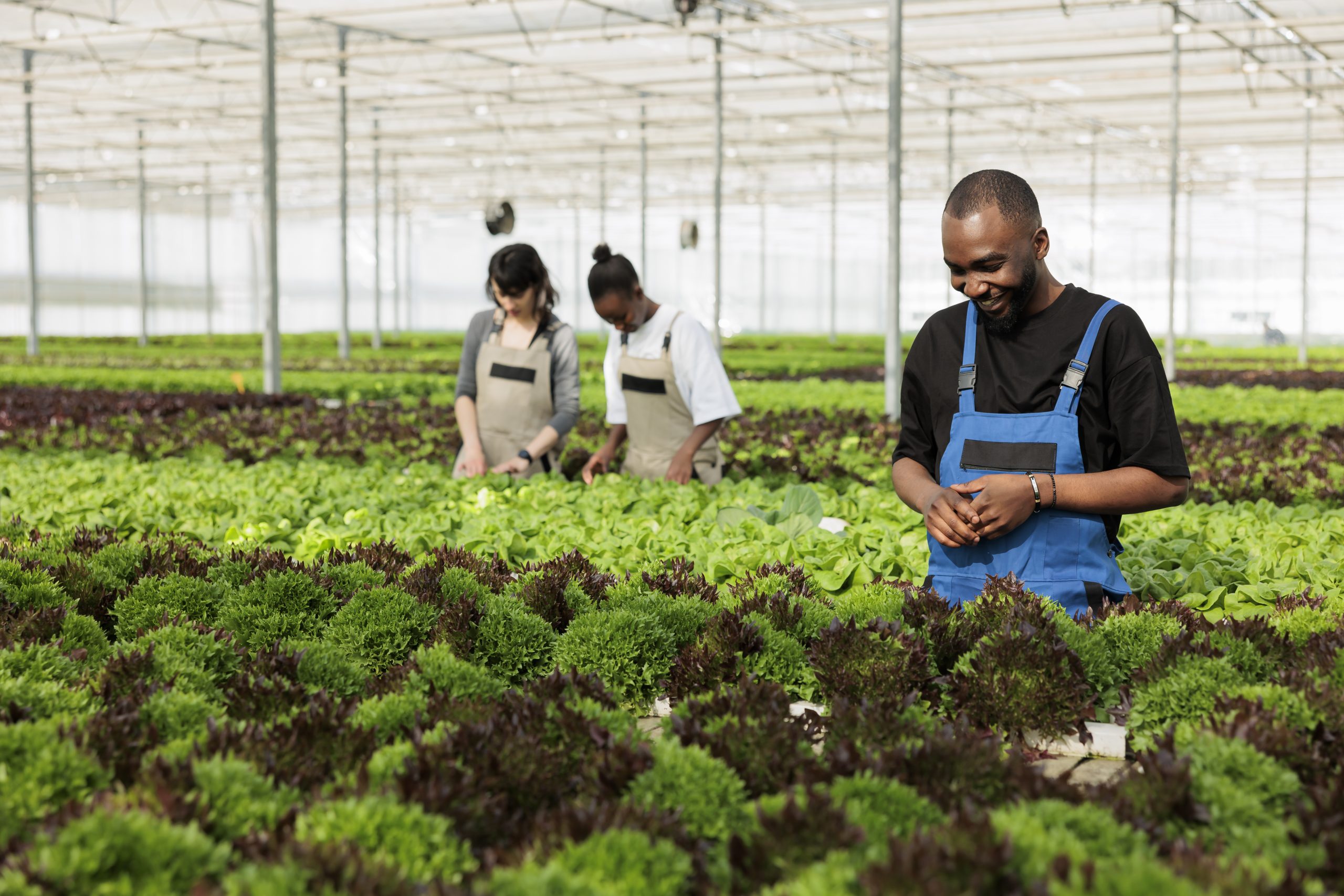 Farm worker happy to see the non GMO vegetable plantation crop yields organically growing in fresh and healthy way without using herbicides. Eco friendly bio agricultural greenhouse farm