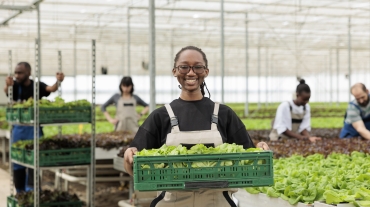 Happy cheerful african american farm worker holding crate full of local eco friendly ripe leafy greens from sustainable crop harvest. Entrepreneurial bio permaculture greenhouse farm