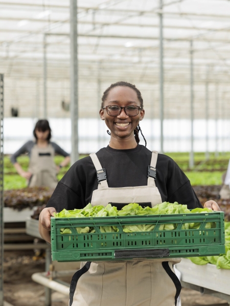 Happy cheerful african american farm worker holding crate full of local eco friendly ripe leafy greens from sustainable crop harvest. Entrepreneurial bio permaculture greenhouse farm