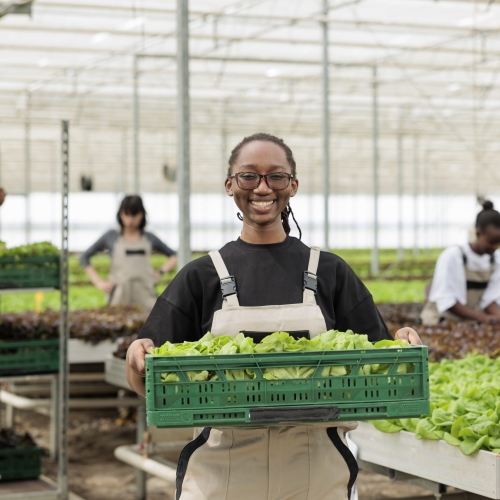Happy cheerful african american farm worker holding crate full of local eco friendly ripe leafy greens from sustainable crop harvest. Entrepreneurial bio permaculture greenhouse farm