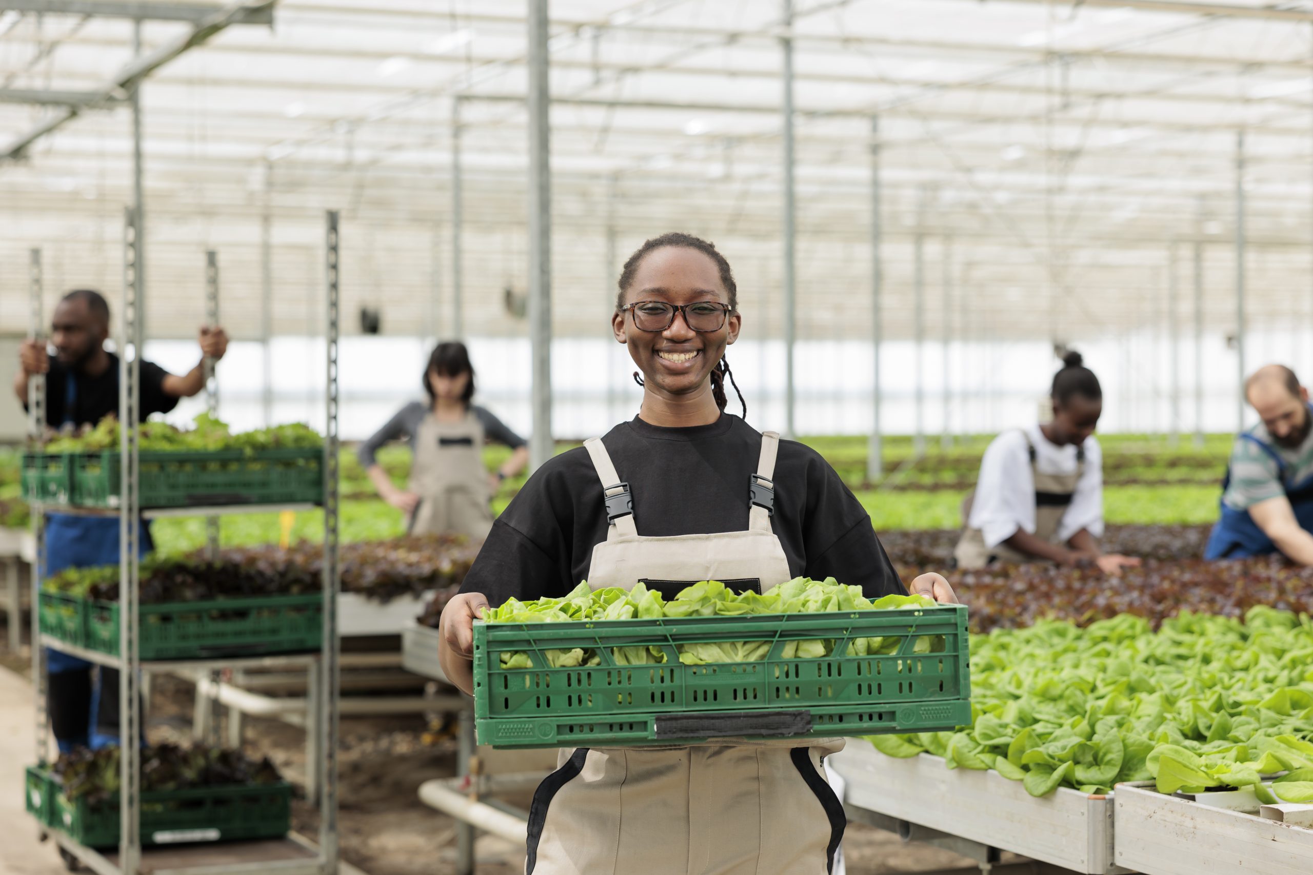 Happy cheerful african american farm worker holding crate full of local eco friendly ripe leafy greens from sustainable crop harvest. Entrepreneurial bio permaculture greenhouse farm